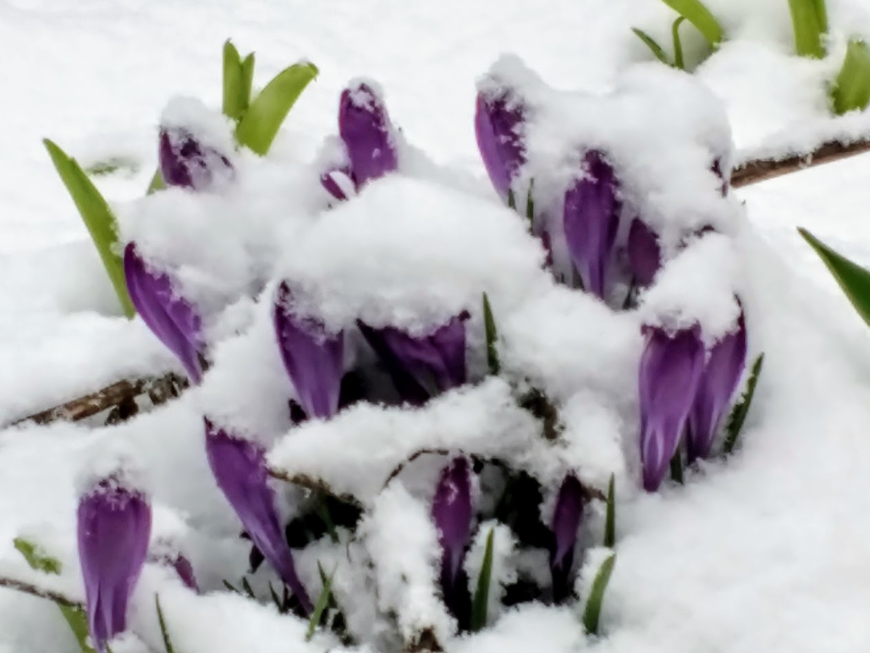 Crocuses in the snow by me